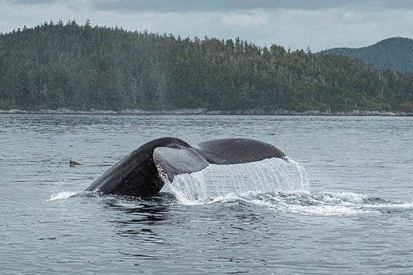 Humpback Whale Watching Tours