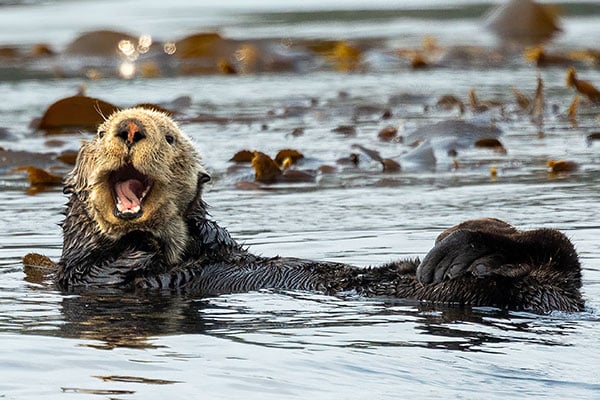 Sea Otter and Whale Watching