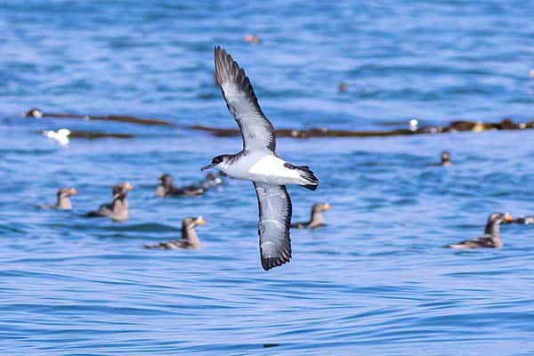 Vancouver Island Pelagic Birding Tours